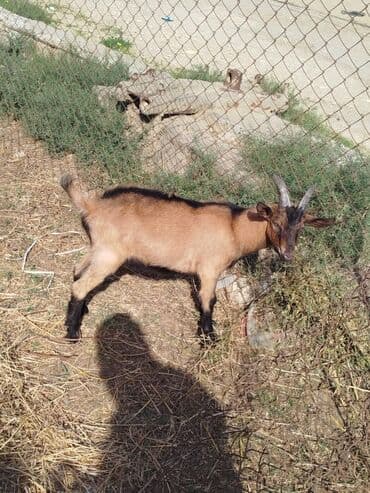 xacmaz heyvan bazari: Erkek cins 5ayliq — 2