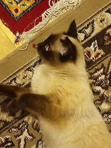 şotland dişi: Siam, Dişi, Ünvandan götürmə — 5