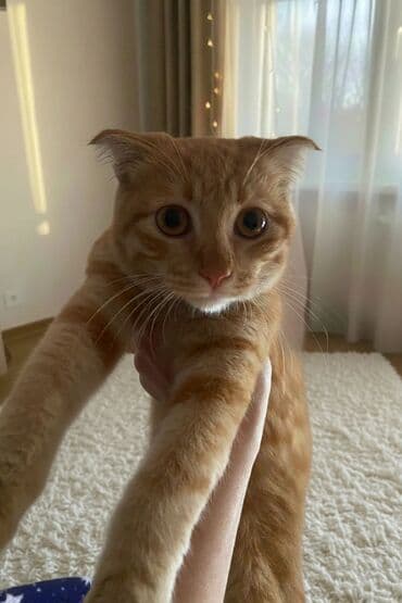 sort pişik: Britan yastı qulaq, Erkək, Yaxşı əllərə — 3