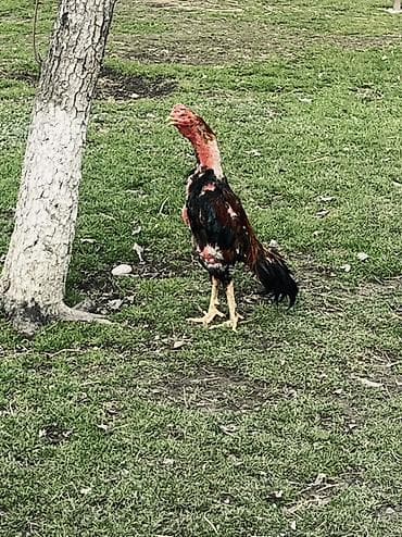 heyrati xoruz: Heyratı xoruz satılır 1 yaş 7 aylıqdı Cins: Malay tipli — 5