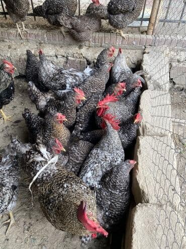 İçkilər: Salam temiz qan Xarkov mayali yumurtalari satilir say metudeti yoxdu — 6