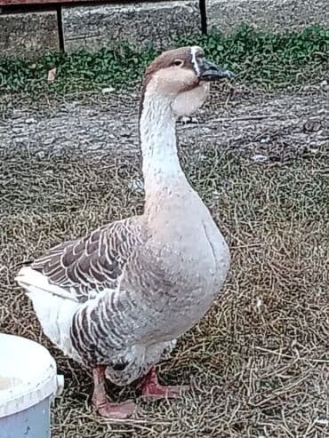 AFRIKAN QAZI TAM ORJINAL sağlam və iri cüssəli ördəkfasonlu Çin/Asiya