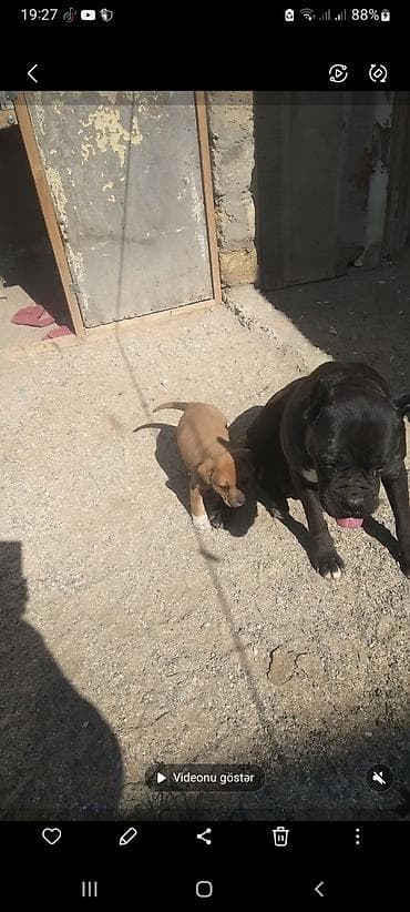 golden iti: Kane-Korso, 1 il, Dişi — 7