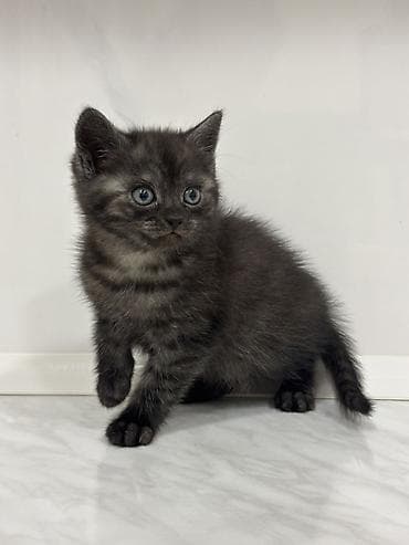 siyam pisik: Dişi — 1