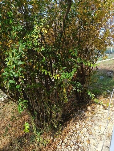 qurtulusda kiraye ev: 4 otaqlı, 4 kv. m, Kredit yoxdur, Yeni təmirli — 9