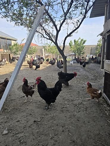 sultan toyugu: Toyuq, Damazlıq — 1