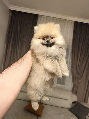 Şpitz, 3 ay, Erkek, Peyvəndli, Ünvandan götürmə