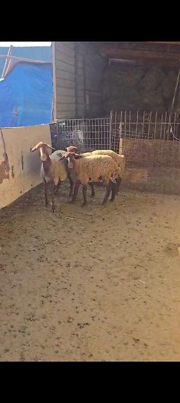 afcarka itlerin satisi: Ekiz balali qoyun satılır istəyən olsa yazsın pul lazımdır diye — 1