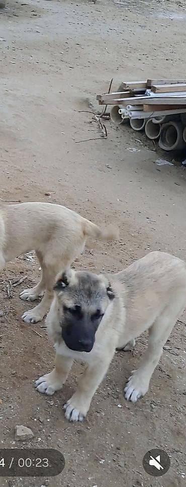 kangal balasi satilir: Kanqal, Peyvəndli — 2