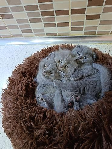 it pişik: Britan yastı qulaq — 3