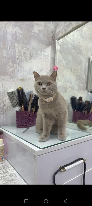 Akvariumlar: Britan, Dişi, Yaxşı əllərə, Ünvandan götürmə — 2