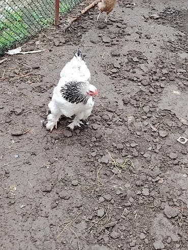 Toyuq, Brama, Damazlıq