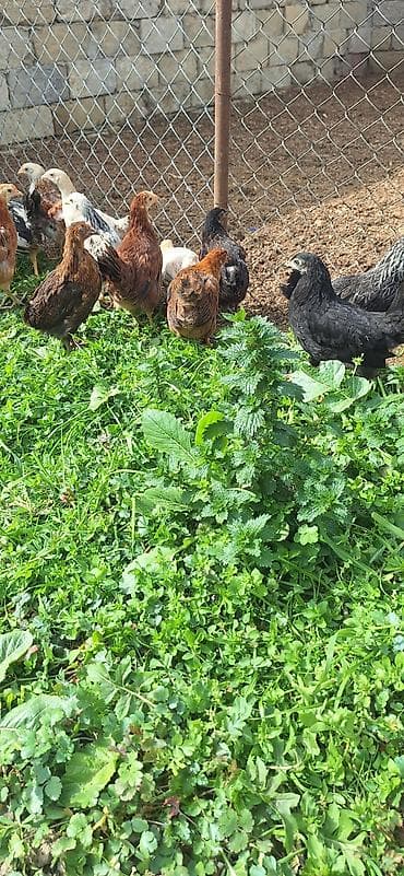 Toyuq cücələri, Damazlıq, Ödənişli çatdırılma