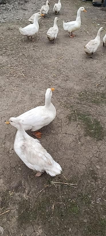 Hamısı yumurtalıyır 10 dənədi Ağ rəngli ev ördəkləri – təsərrüfat