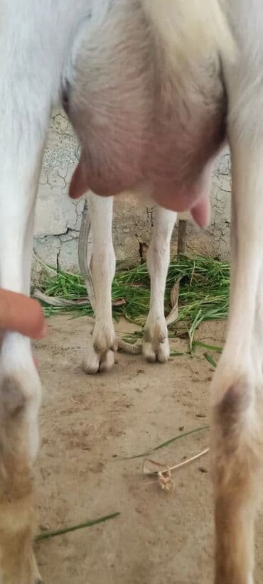 İtlər: Dişi, Zanen, il: 1, Südlük — 4