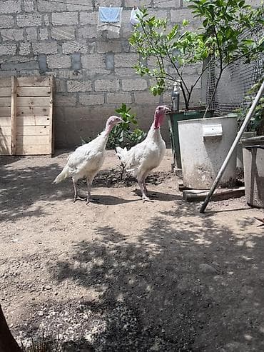 Satılır: 2 ədəd ağ hinduşka - Növ: Ağ hinduşka (turkey) - Rəng: Tam lalafo.az -da Satılır: 2 ədəd ağ hinduşka - Növ: Ağ hinduşka (turkey) - Rəng: Tam
