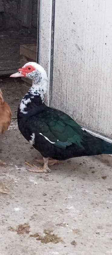 Qazlar: Erkək, Damazlıq — 9