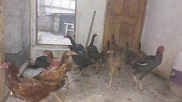 Heyvanlar: Məhsul: Uzunboylu, sərt quruluşlu yerli döyüş/eyni vaxtda ət — 3