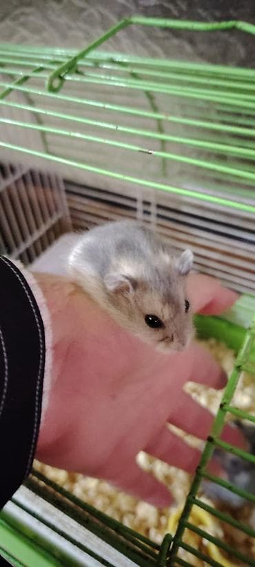 qara it: Ağ rəngli cırtdan hamster (dovşançıq) – ev heyvanı - Növ: cırtdan — 2