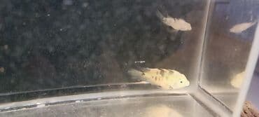 продажа аквариумных рыбок: Sülhsevər — 9