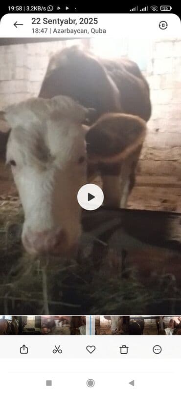 simental: Dişi, Simental, il: 1, 330 kq, Damazlıq, Ünvandan götürmə — 2