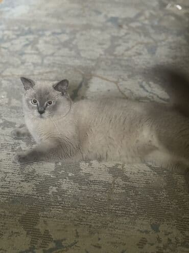 биогели средства для ногтей и кутикулы: Гель-лак для ногтей — 3