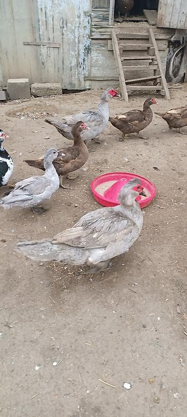 Akvariumlar: Muscovy (hinduşqa ördəyi) ördəkləri – boz/gümüşü və qəhvəyi rənglərdə — 4