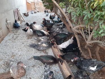 Коровы, быки: Kanada sortu meşə ördəkləri satılır 🦆 Artımlı və çox məhsuldar — 3