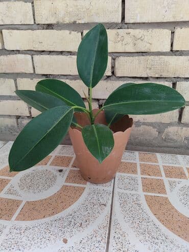 продам фикус бенджамина: Fikus — 2