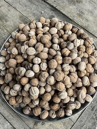 ağ tut bəhməzi: Məhsul: Qabıqlı qoz Təsvir: - Təbii şəkildə yığılmış, qabıqlı qoz — 1