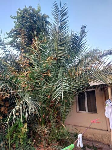 sarmaşiq: Dekorativ xurma palmisi (phoenix) – həyət və bağ sahələri üçün iri — 2