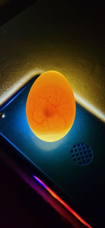 ordey satisi: Dişi, Damazlıq, Ünvandan götürmə — 10