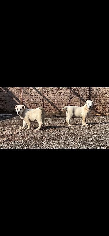 Quşlar: Satışda: ağ rəngli iri cüssəli balalar (2 ədəd) Xüsusiyyətlər: - — 9