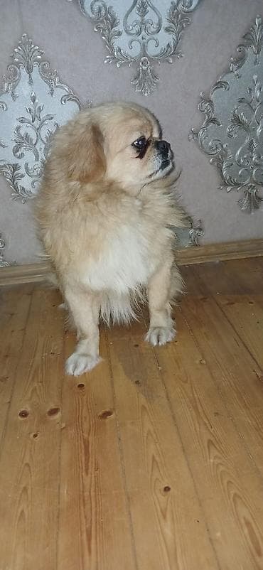 Heyvanlar üçün mallar: Pekines, 1 il, Erkek — 2