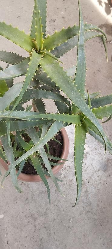 Aloe (sukkulent) – iri, çoxbudaqlı saksı bitkisi - Növ: Aloe