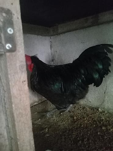 bulbul quşu: Şəkildə hinduşkanın balalarıdır. Ağ Kanada sortudur. 5 günlük-7 azn — 10