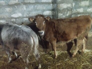 peleng sekili: Satışda cavan buzovlar - Növ: iri buynuzlu heyvan, cavan buzovlar - — 2