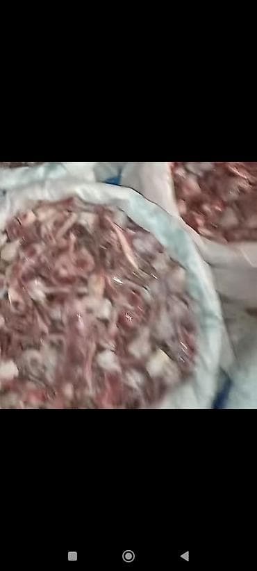 Süd məhsulları və yumurtalar: 0.20 qəpik kilosu itlər və pişiklər ücün yem itlər kücüklər kucuy it — 10