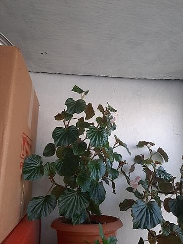 tebii gul: Beqonya gulu her biri 7azn.çicek acir — 2