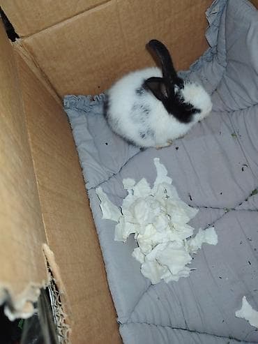 Balaca ev dovşanı - Rəng: ağ-qara, xallı - Uzunqulaq, yumşaq tüklü