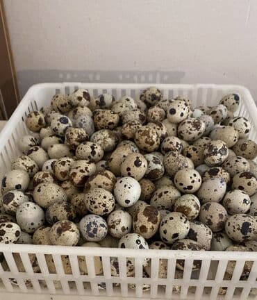 Akvariumlar: Texas sortu bildirçin, təzə və dadlı qiymətlər çəkidən asılıdır — 1