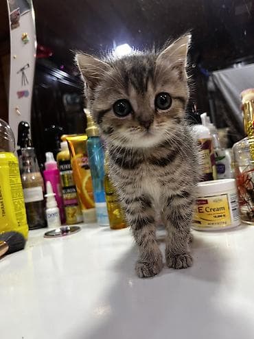 pişik: Qızıl şinşilla — 6