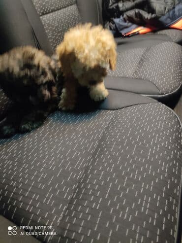 ən gözəl itlər: Pudel — 7