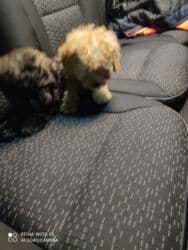 it xasqi: Pudel — 5