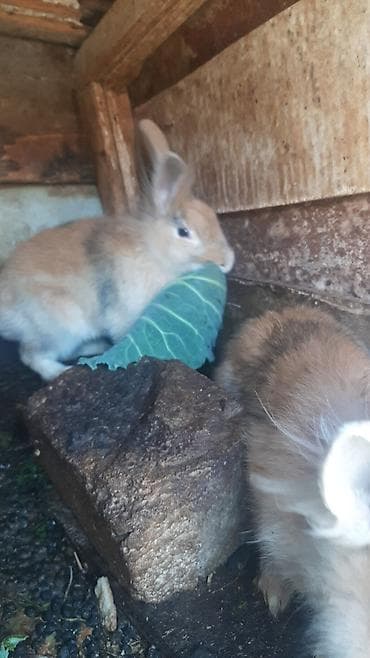 dövsan: Dovşanlar 5 manatdan 15 manata qədər — 3