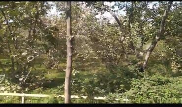 Qarajlar: Satış: meyvə bağ sahəsi 20 sotdu real aliciya endirim olunacag - — 1