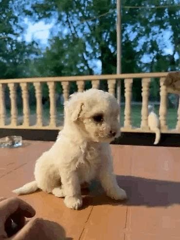 barter it: Pudel, 1 ay, Dişi, Peyvəndli, Ünvandan götürmə — 2