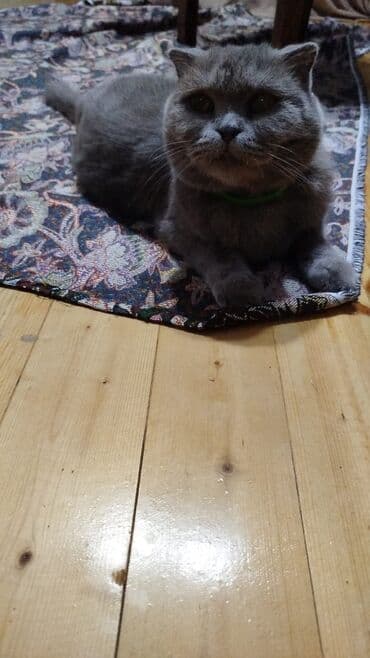 купить тайского котенка: Siam, Erkək, Yaxşı əllərə, Pulsuz çatdırılma — 2