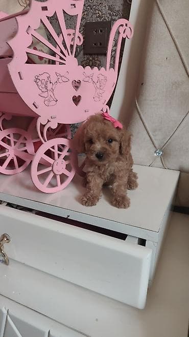 pidbul balasi: Pudel, 2 ay, Ödənişli çatdırılma — 4