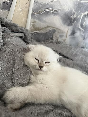Pişiklər: Şinşilla, Erkək, Yaxşı əllərə, Ödənişli çatdırılma — 2